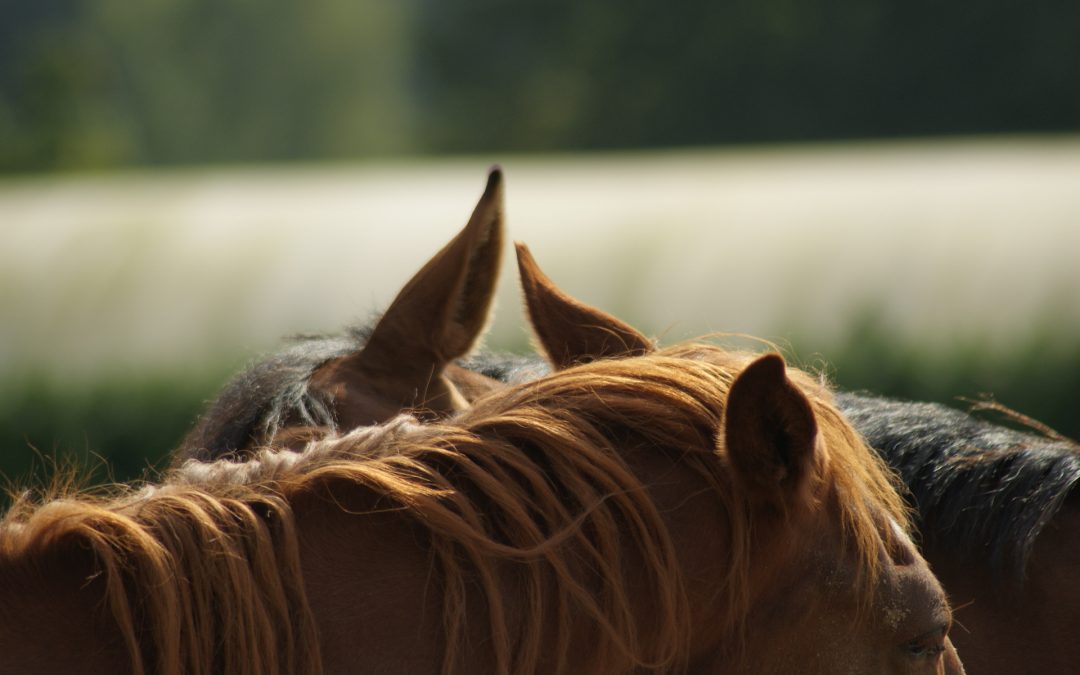Artikel over 100% Score voor re-integratietrajecten van Inzicht door Paarden voor het UWV